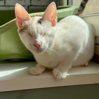 Gattina cieca 6 mesi