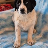 Cuccioli taglia medio grande in adozione