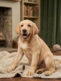 Labrador pedigree