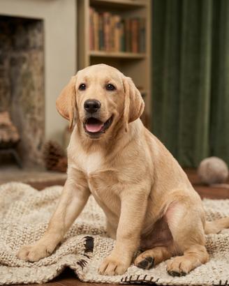 Labrador pedigree
