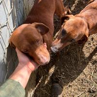 Cani da caccia