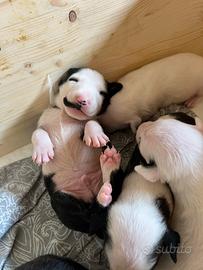 Bull Terrier