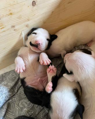 Bull Terrier