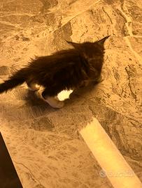 Main Coon cucciola di colore nero