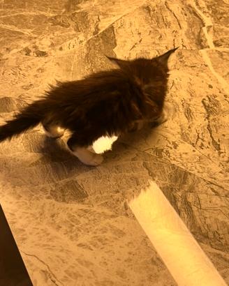 Main Coon cucciola di colore nero