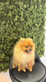 Spitz Pomerania toy
