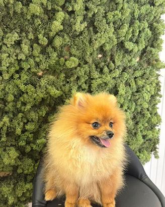 Spitz Pomerania toy