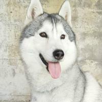 Siberian Husky