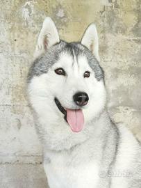 Siberian Husky