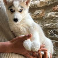 Siberian Husky con Pedigree Enci Meravigliosi