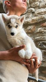 Siberian Husky con Pedigree Enci Meravigliosi