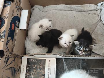 Gattini mamma siberiana