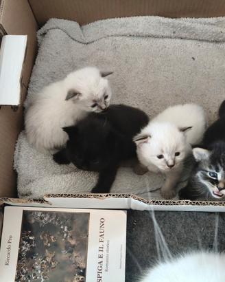Gattini mamma siberiana