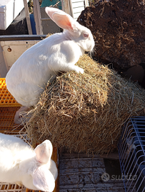 3Conigli da carne o riproduzione 1 maschio e 2 fem