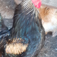 Animali da cortile