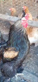 Animali da cortile