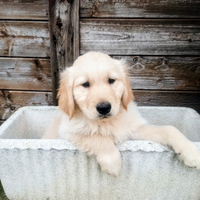 Cuccioli Golden Retriever