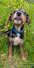 Albert cucciolo dinamico