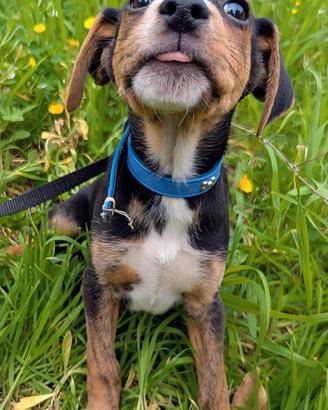 Albert cucciolo dinamico