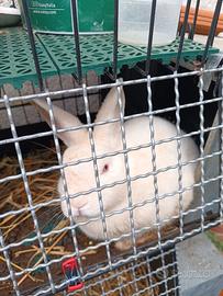 Conigli neozelandesi