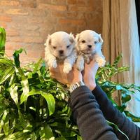 Cuccioli maltesi con Pedigree ENCI