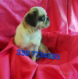 Cucciolo di carlino maschio