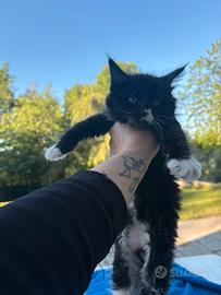 Gattina Maine coon