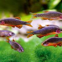 RASBORE e MICRORASBORE tutte le colorazioni