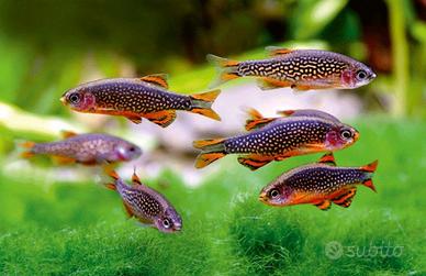RASBORE e MICRORASBORE tutte le colorazioni