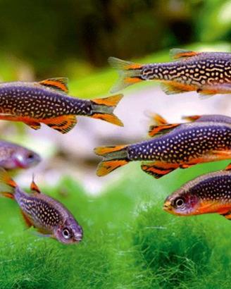 RASBORE e MICRORASBORE tutte le colorazioni