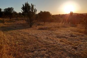Terreno agricolo con pozzo a Manziana 1,5 ettari