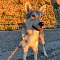 Ares, lupo di Saarloos