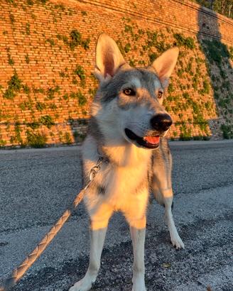 Ares, lupo di Saarloos