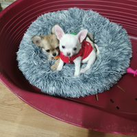 Chihuahua