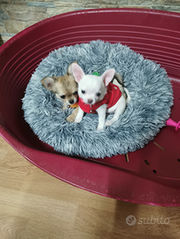 Chihuahua
