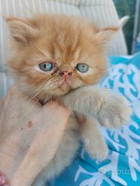 Gattino Persiano