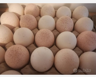 Uova e Pulcini tacchino