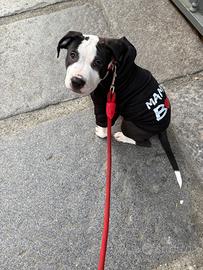 Cucciolo mix Amstaff Pitbull