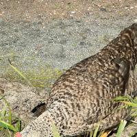 Pollastre campagnole con gallo