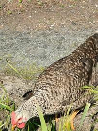 Pollastre campagnole con gallo