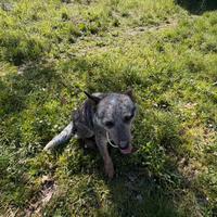 Australian cattle dog/pastore australiano