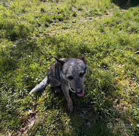 Australian cattle dog/pastore australiano
