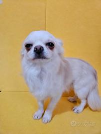 Chihuahua bianco e crema