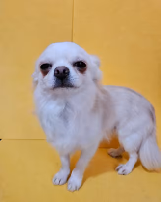 Chihuahua bianco e crema