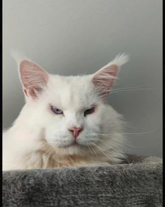 Maine coon