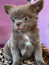 Chihuahua Maschio Lilac Pelo Lungo