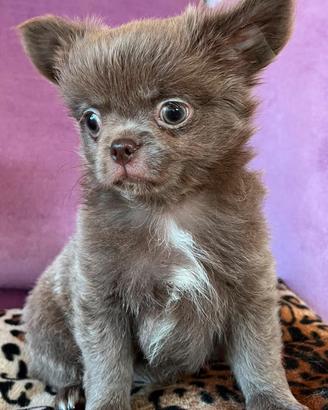 Chihuahua Maschio Lilac Pelo Lungo