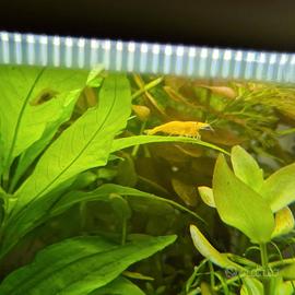 Neocaridina davidi gialla