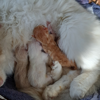 4 gattini
