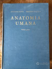 Anatomia umana